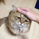 Illustration for article titled Grumpy Cat, Meet Disappointed Cat